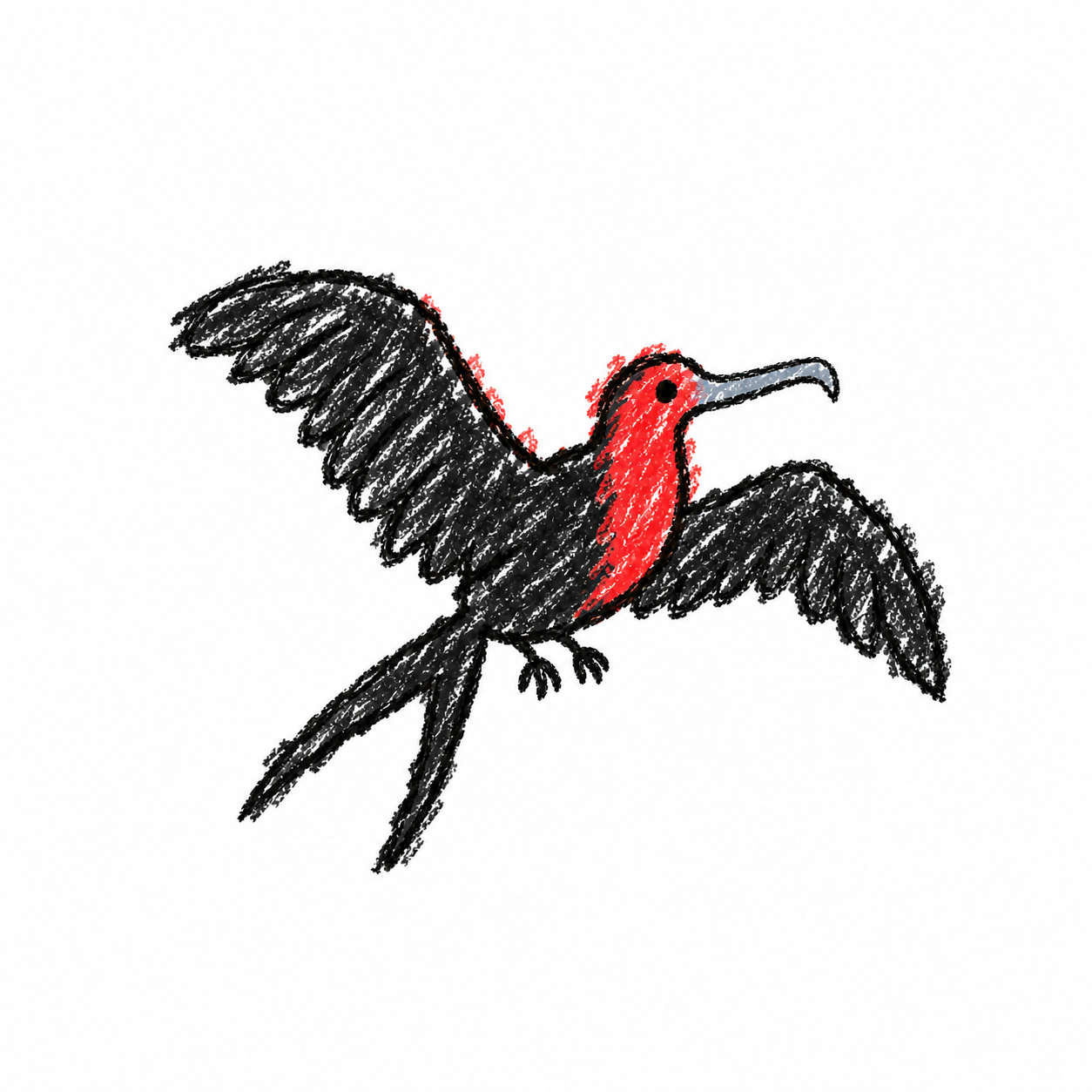 Frigatebird