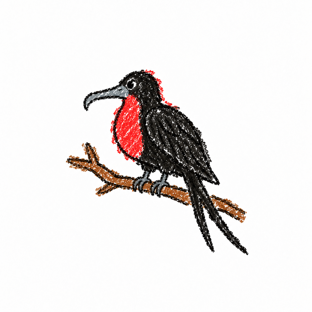 Frigatebird Scene