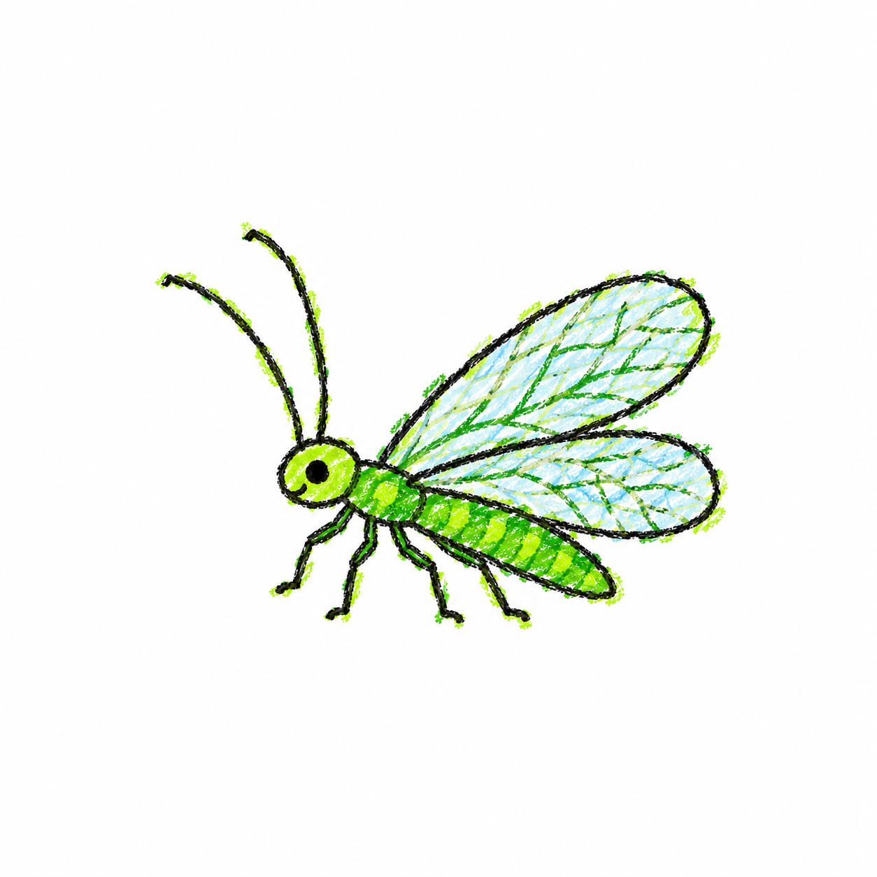 Green lacewing