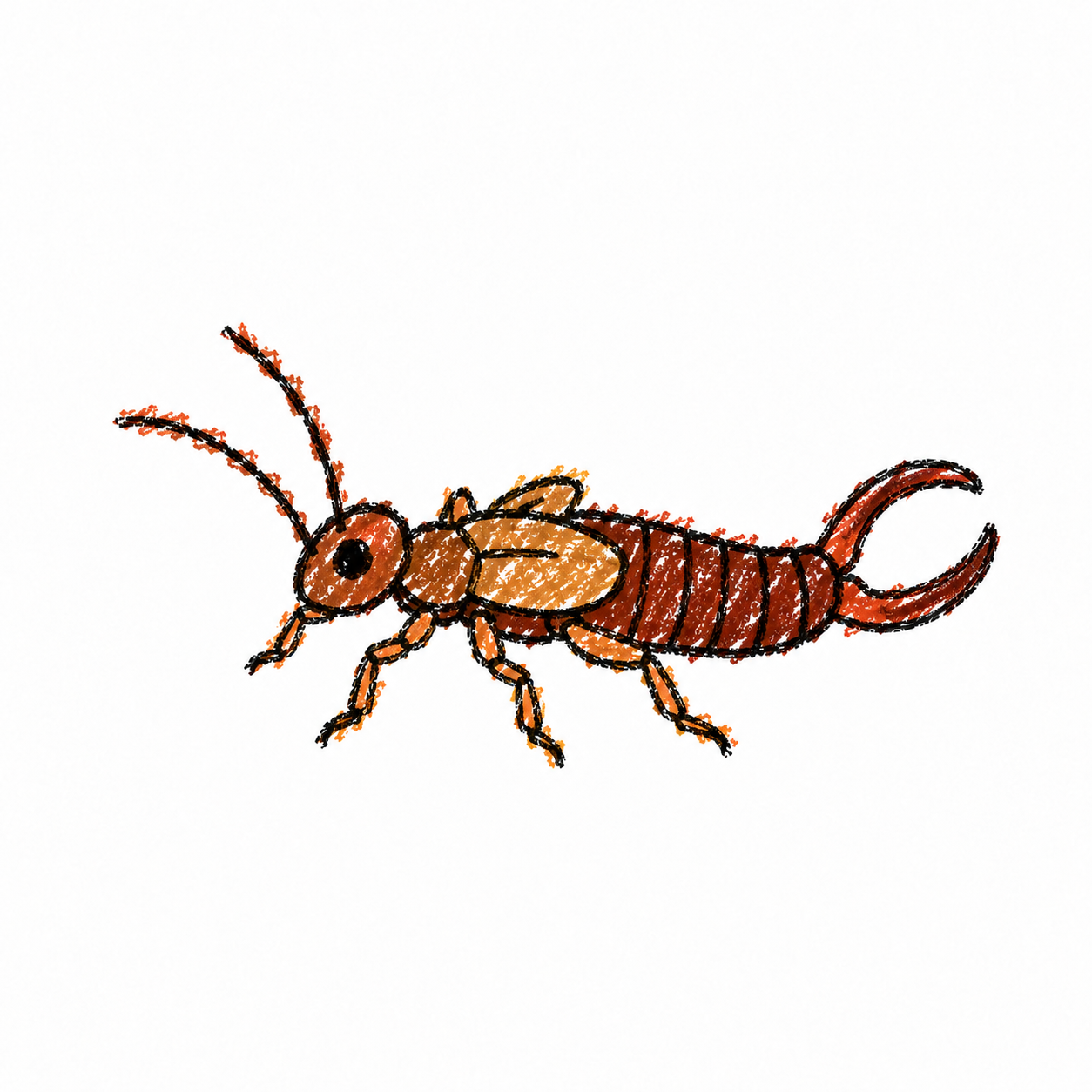 Earwig
