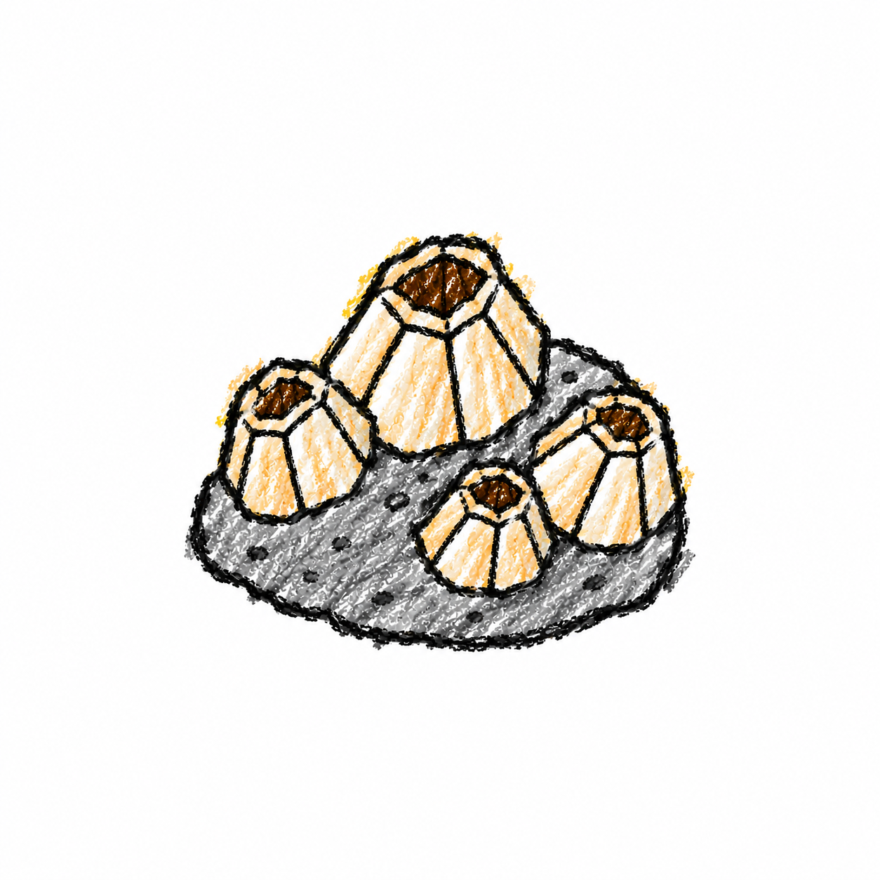 Barnacle