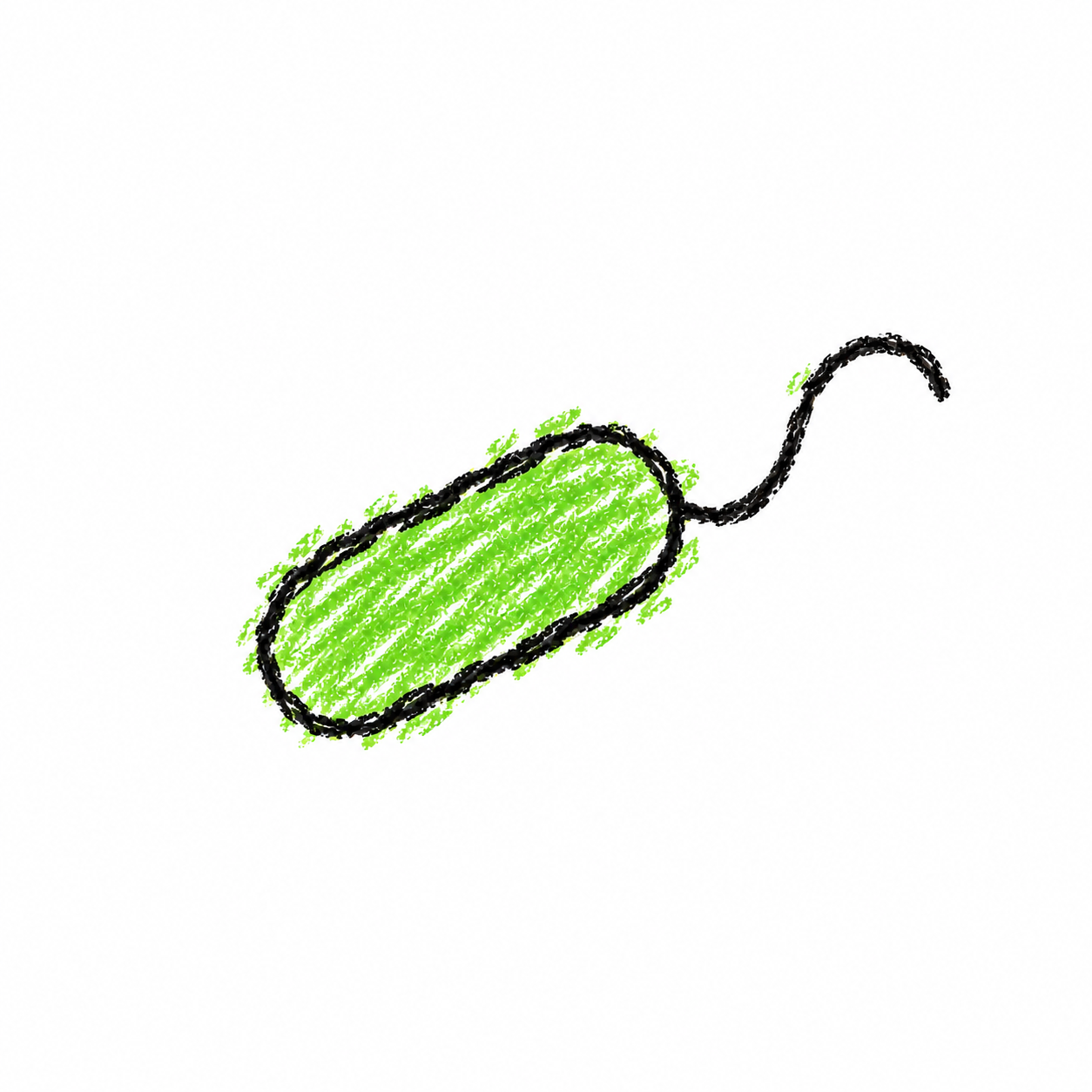 Flagellated Bacterium (Diagram) Scene