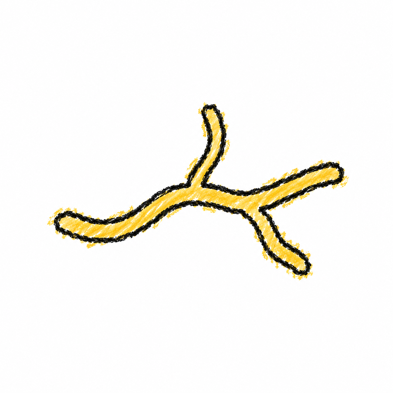 Fungal Hyphae (Diagram)