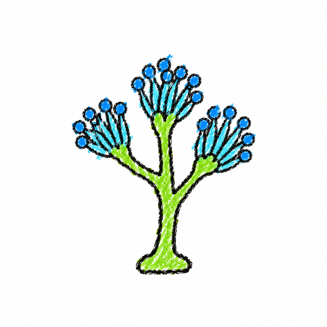 Penicillium Structure (Diagram)