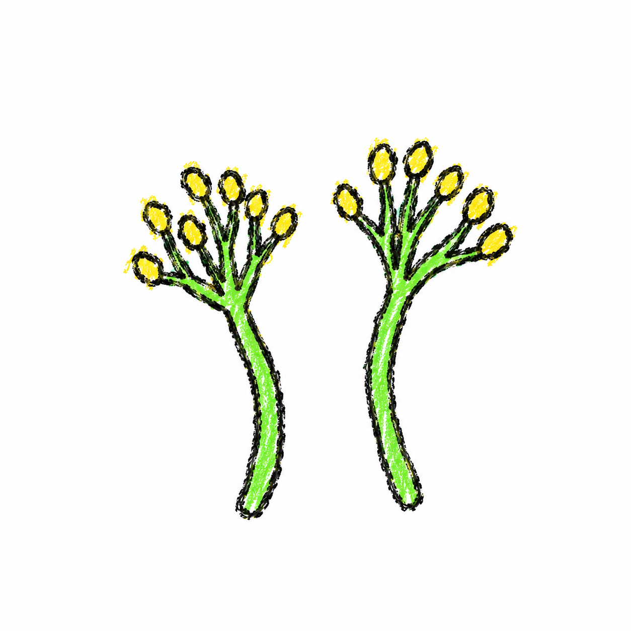 Penicillium Structure (Diagram) Scene