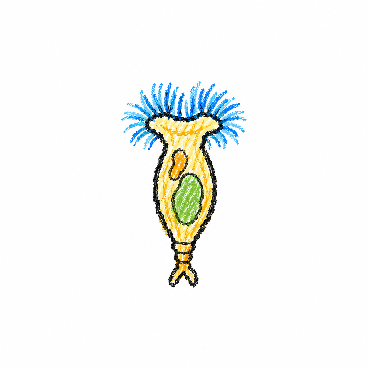 Rotifer (Diagram)