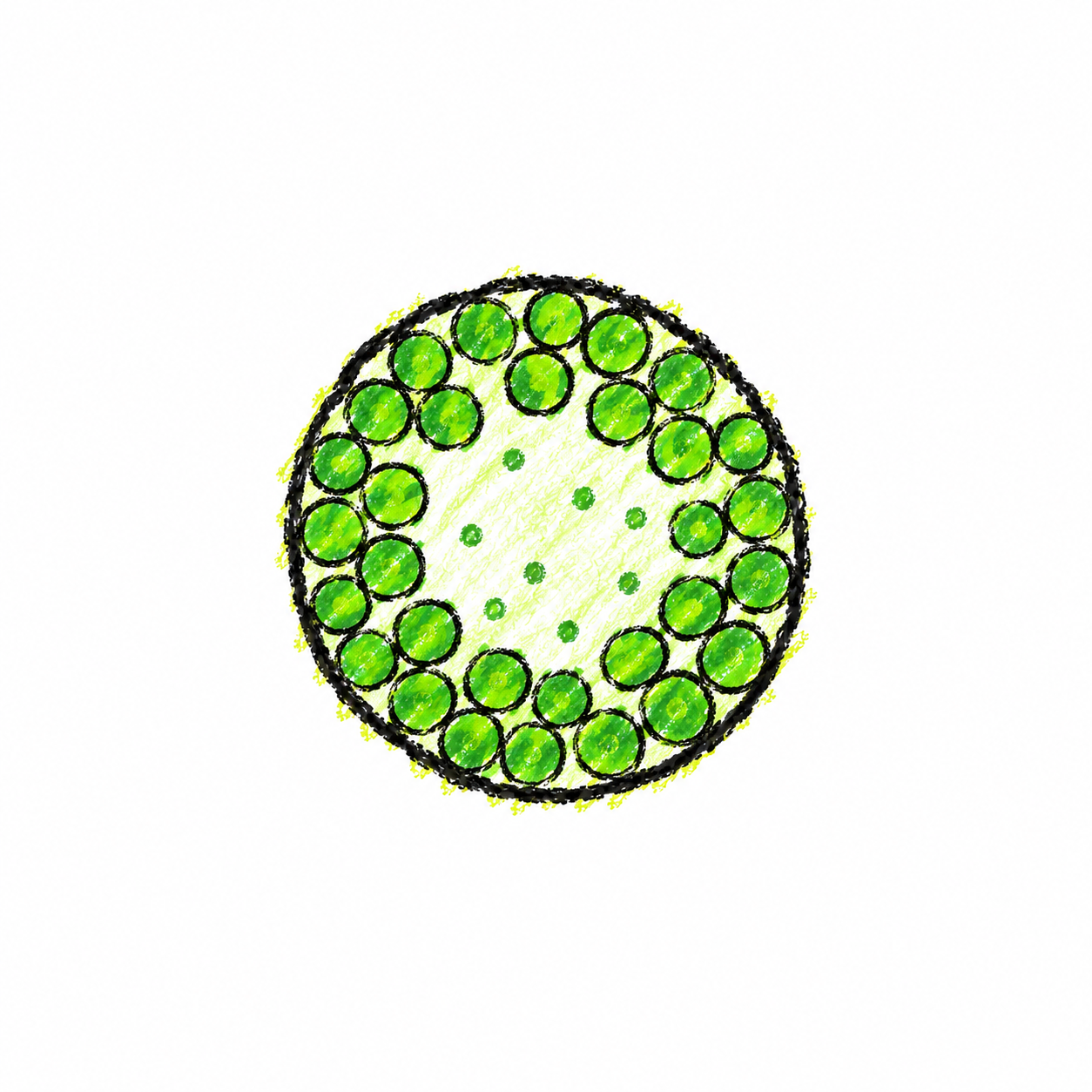 Volvox (Diagram)