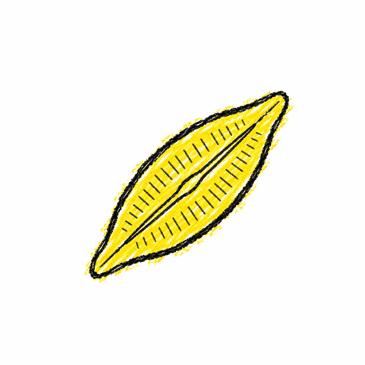 Navicula (Diagram)