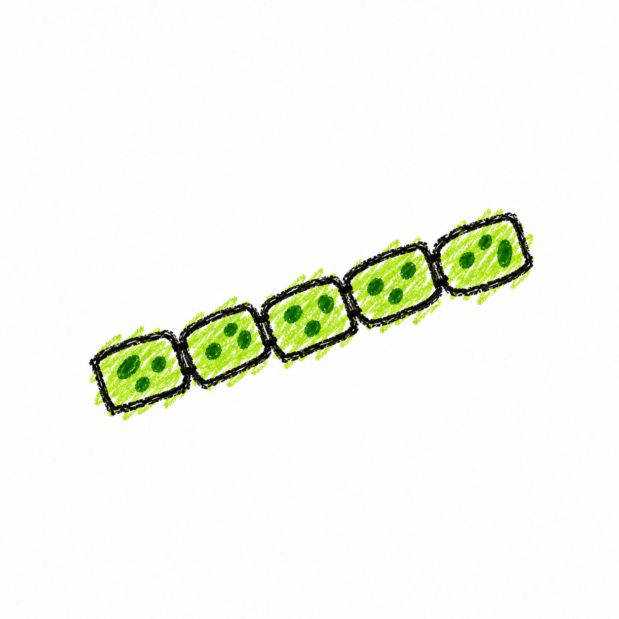 Chain-Forming Diatoms (Diagram)