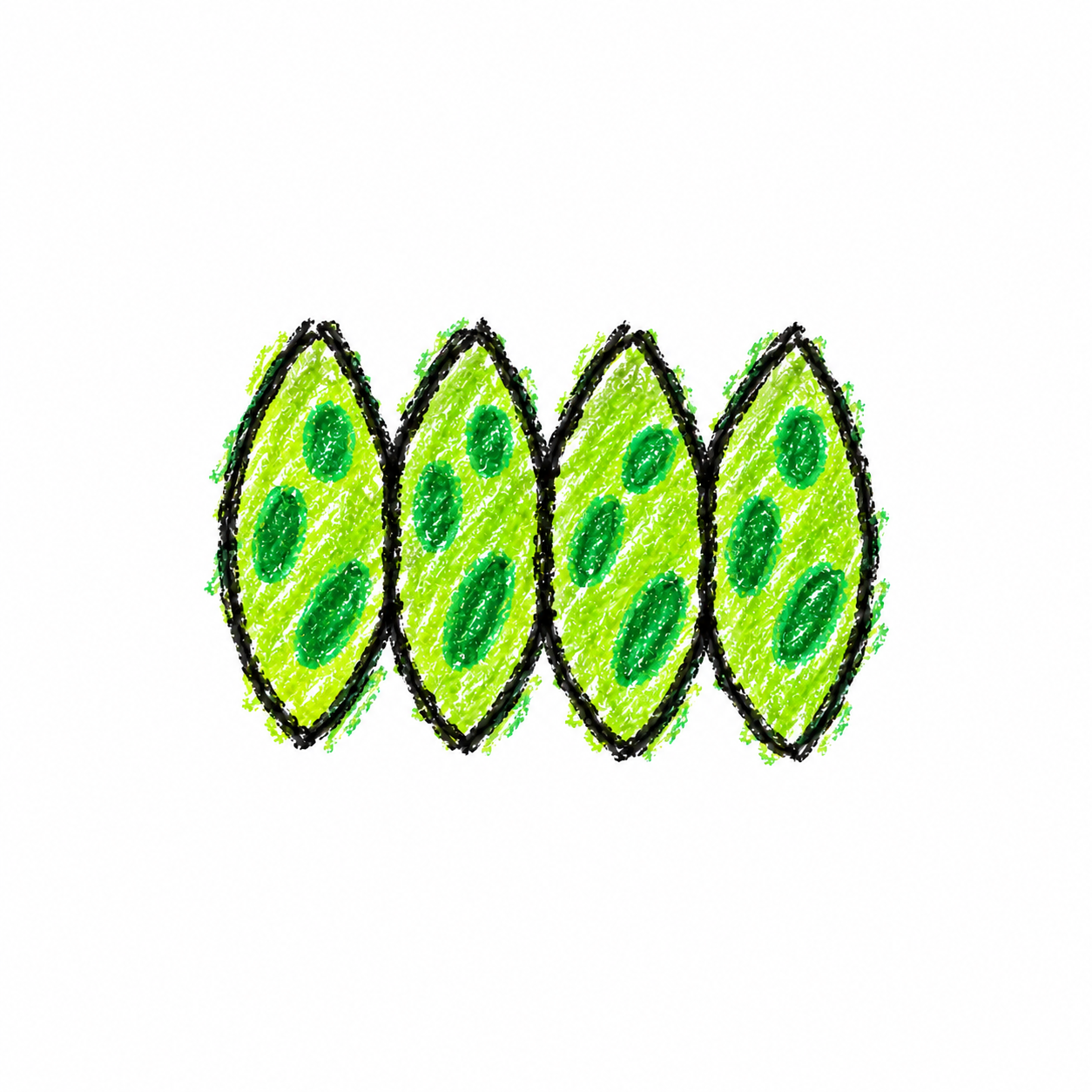 Scenedesmus (Diagram) Scene