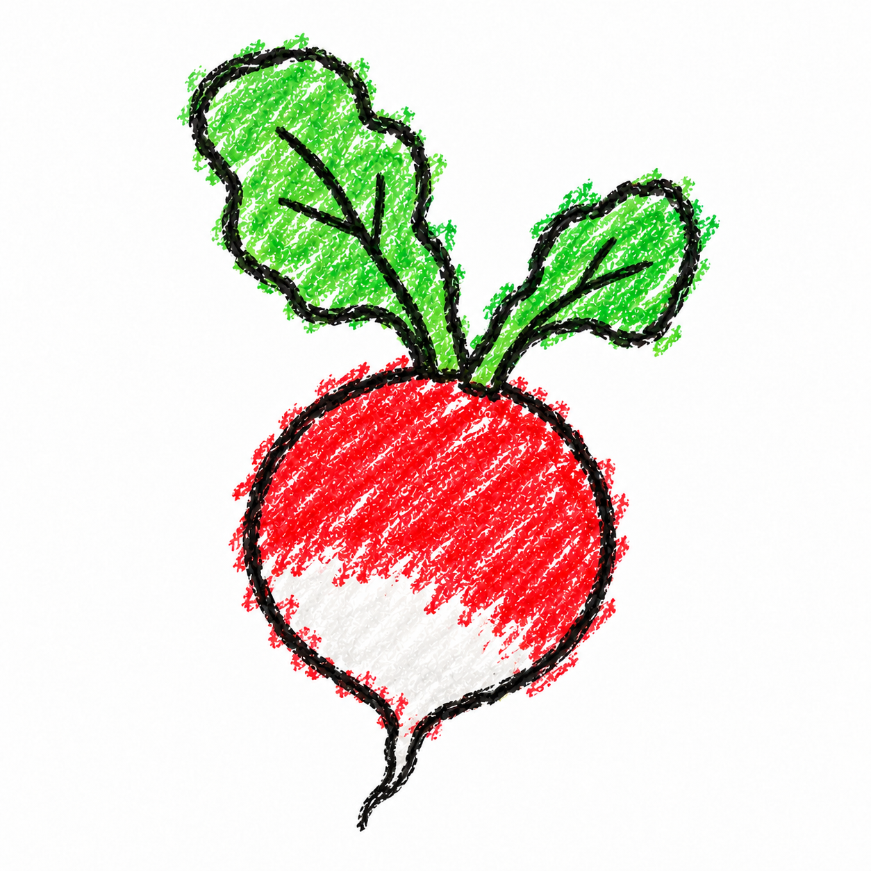 Radish