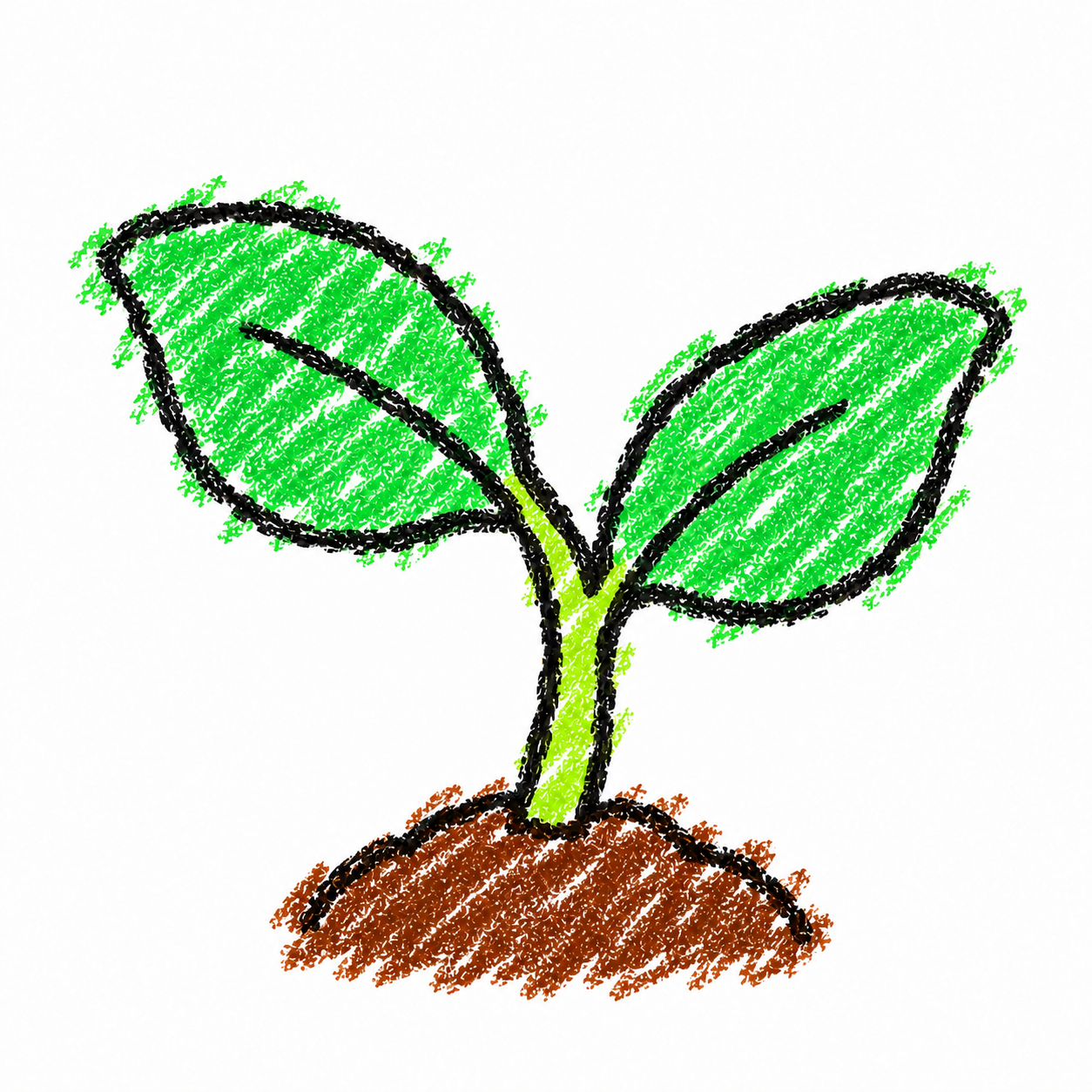 Seedling