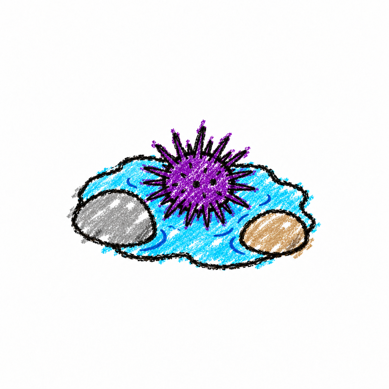 Sea urchin and tide pool